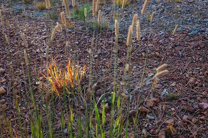 Ein letzter Sonnenstrahl
